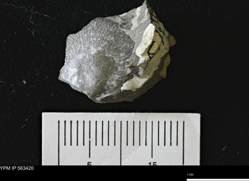 Oxytoma (Hypoxytoma) sp.