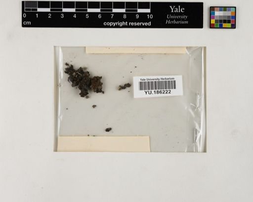 Plantae