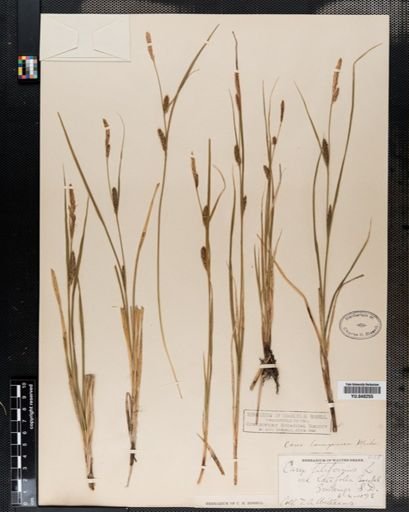 Carex lanuginosa