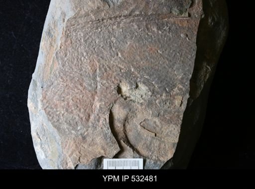 undet. Arthropoda