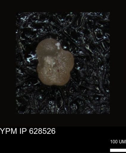undet. Foraminiferida