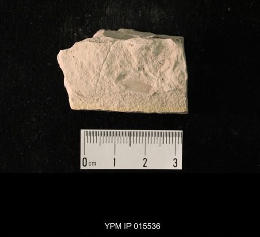 Probnis speciosa