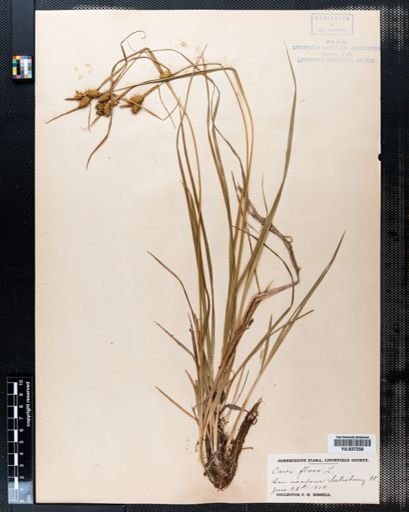Carex flava