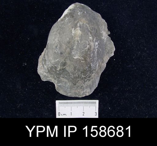 Pentamerus oblongus