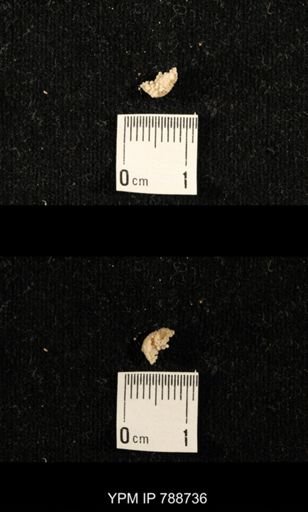 taxon undetermined
