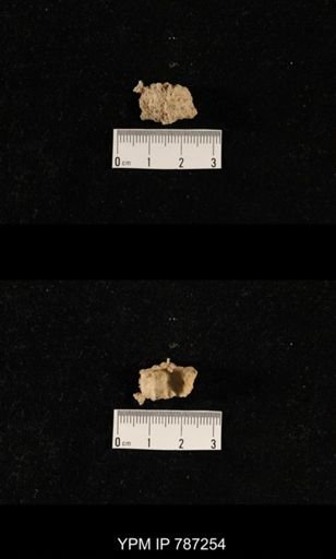 undet. Brachiopoda