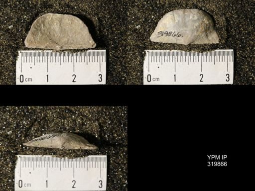 Chonetes granulifer meekanus