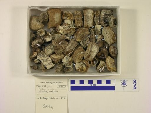 undet. Actinopterygii