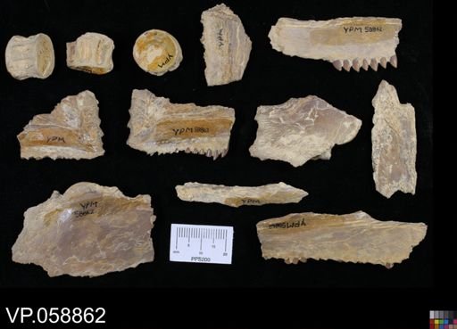 Protosphyraena sp.
