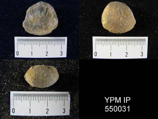 Linoproductus cora