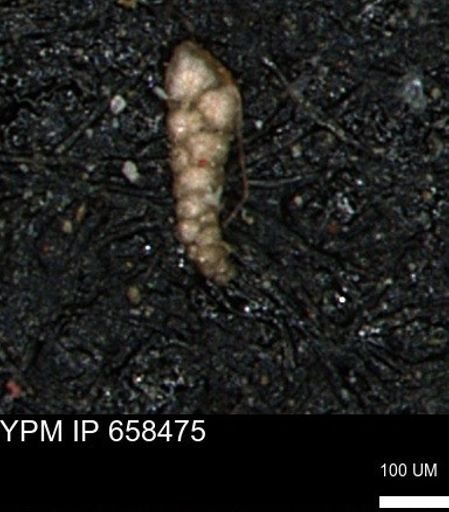 Verneuilinoides kansasensis