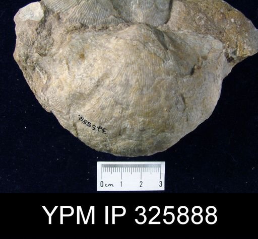 Semiplanus sp.