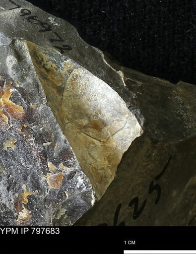 undet. Ammonoidea