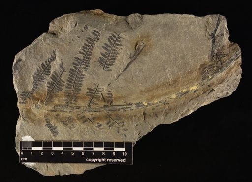 Alloiopteris sp.