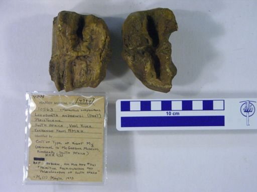Archidiskodon andrewsi