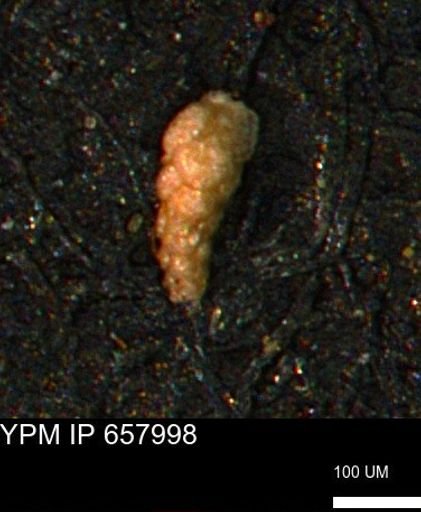Verneuilinoides kansasensis
