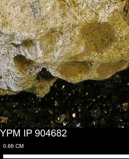 undet. Mollusca