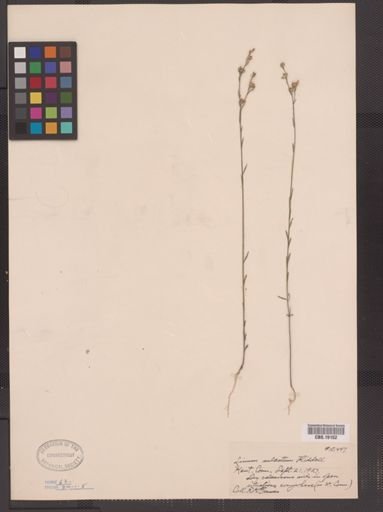 Linum sulcatum