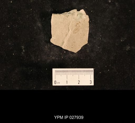 Liomopterum sp.