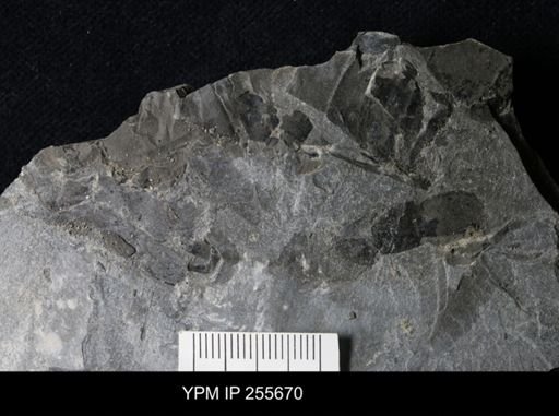 Eurypterida
