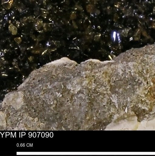 undet. Mollusca