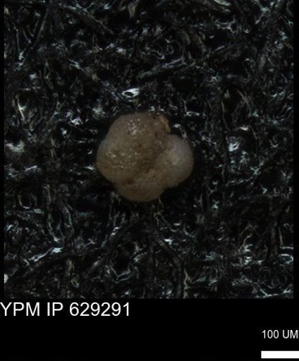 undet. Rugoglobigerinidae