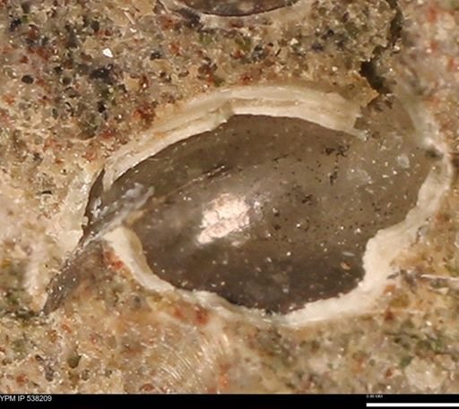 Corbulamella gregaria