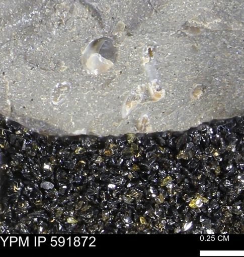 Serpulidae