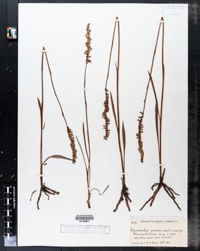 Spiranthes praecox