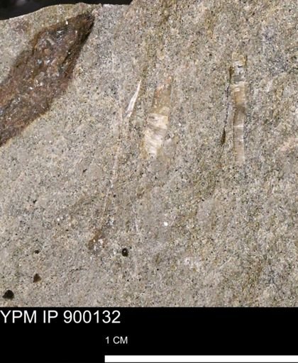 undet. Inoceramidae