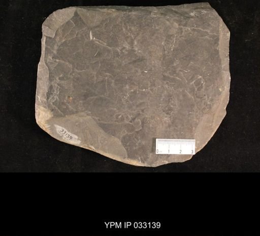 Mormolucoides articulatus