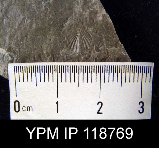 Anoplotheca hemispherica