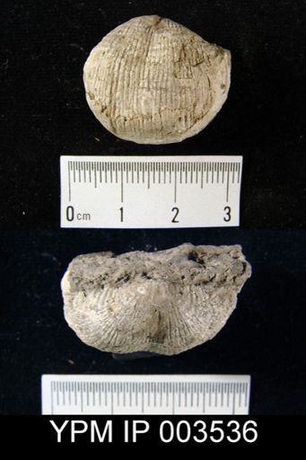 Productus flemingii