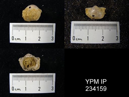 Marginifera wabashensis