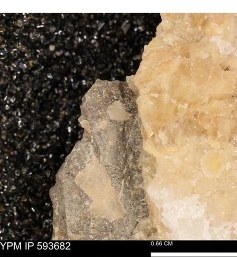 Baculites sp.