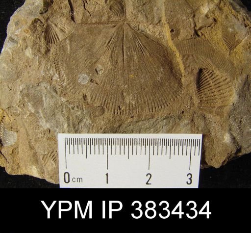 Chonostrophia sp.
