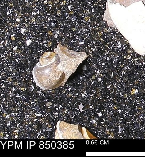 Limopsis striatopunctatus