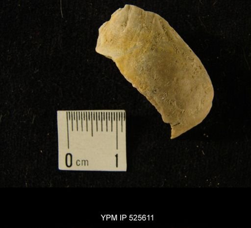 undet. Strophomenida