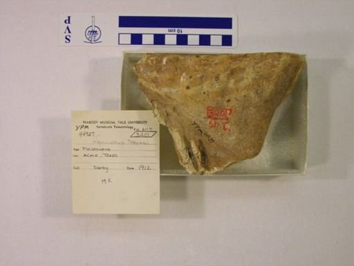 Mammuthus columbi?
