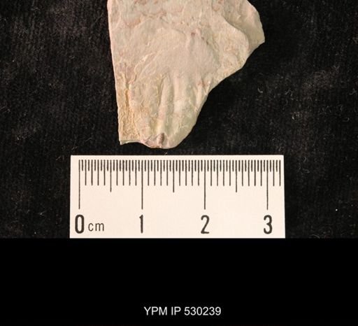 Elrathia kingi