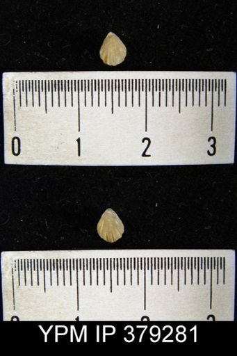undet. Brachiopoda