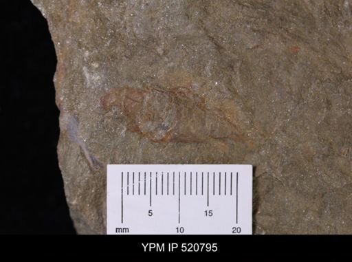 undet. Nautiloidea