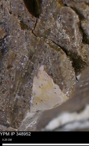 undet. Mollusca