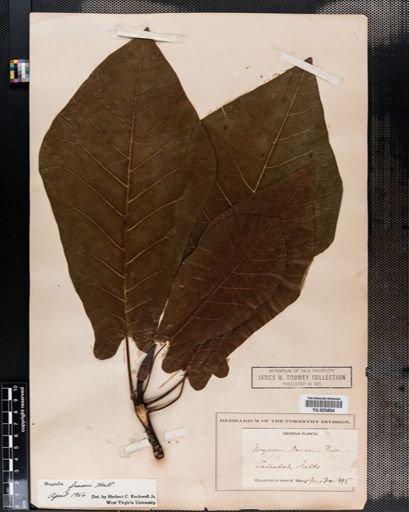 Magnolia fraseri
