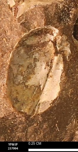 Protocardia subquadrata