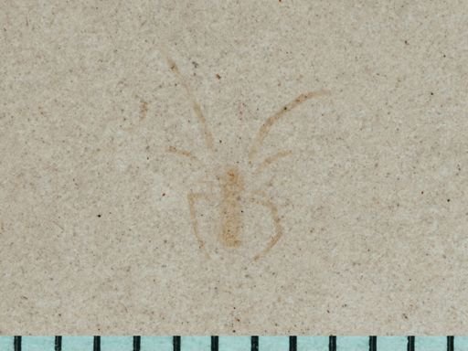 undet. Araneae