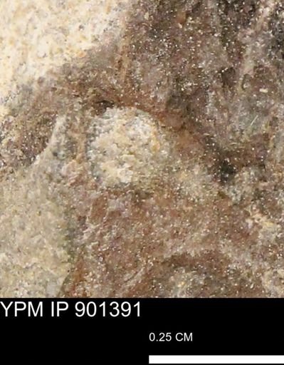Teredo sp.