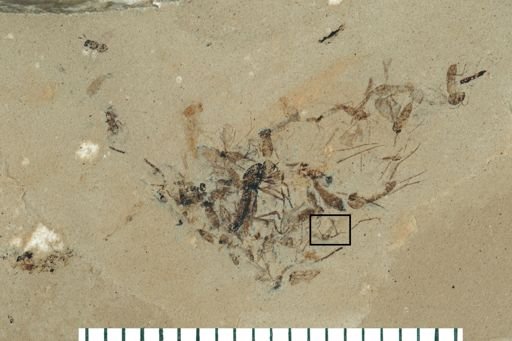 Diptera