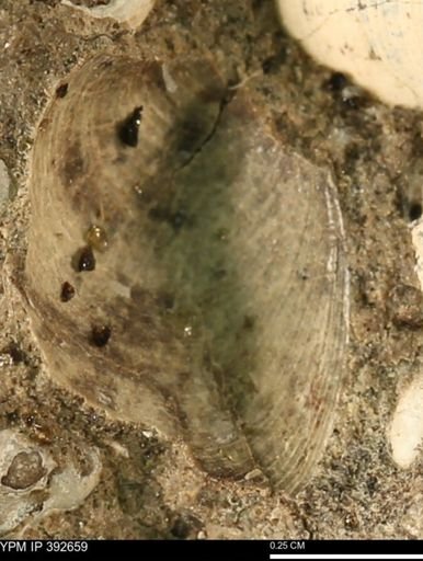 Protocardia subquadrata