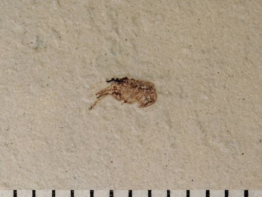 undet. Mordellidae
